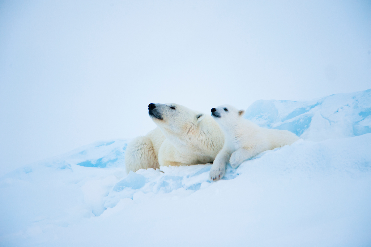 Arctic motherhood